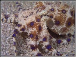 Blue ringed octopus. 
Perhentian, Malaysia, C-5050 with ... by Erika Antoniazzo 